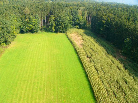 Wildschaden Regulierung